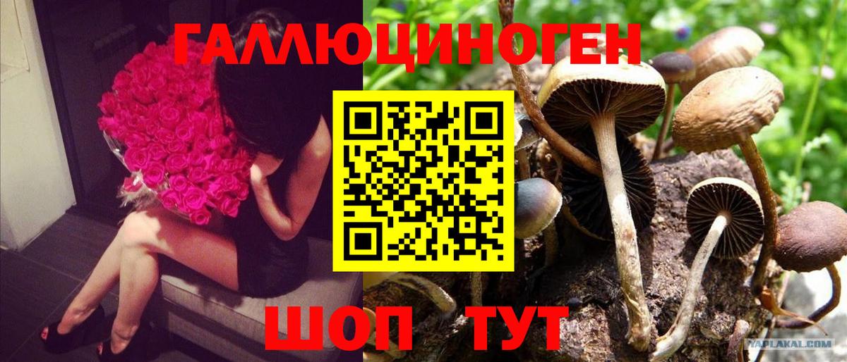 Чернушка  Галлюциногенные грибы Magic Shrooms  Вход с VPN 